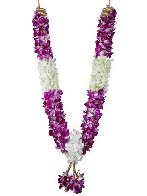 orchid 2